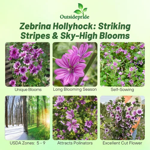 Vista 2 de Outsidepride Zebrina French Hollyhock Seeds – 500 piezas de semillas perennes de color blanco y morado, semillas de flores tolerantes a la sequía