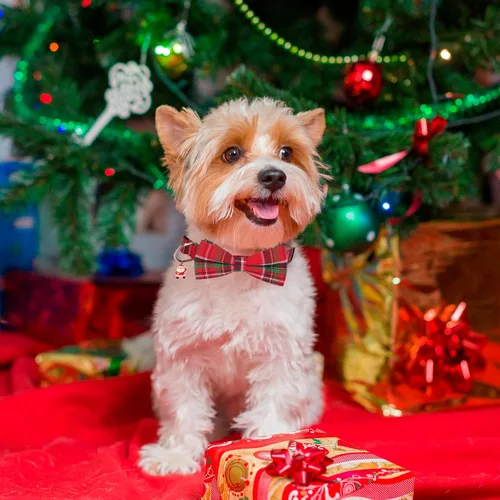 Vista 4 de PTDECOR Collar de Navidad para perro con lazo, ajustable a cuadros rojos y verdes con corbatín extraíble, collares de Navidad para perros pequeños