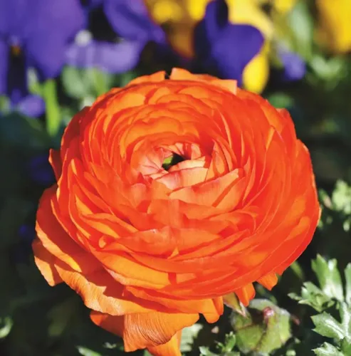 Vista 3 de 10 Uds. Color mixto Ranunculus bulbo doble ranúnculo rosa boda flor bulbo