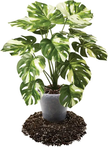 Vista 3 de Gardenera Mezcla prémium para macetas Aroid - 2 cuartos de galón - Mezcla libre de tierra para Aroids - Medio de cultivo para plantas