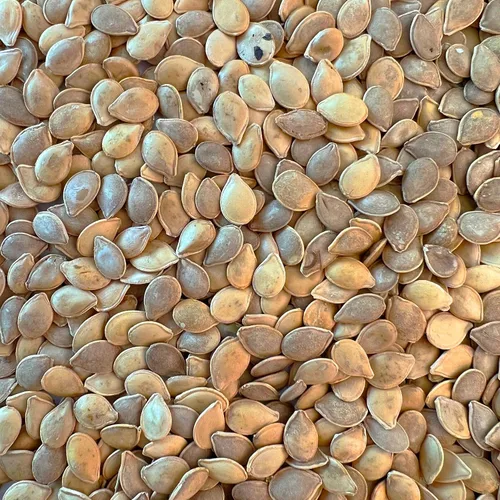 Vista 2 de Paquete de 50 semillas de calabaza Jack Be Little para plantar, semillas nuevas y de calidad con alta tasa de germinación, naranja