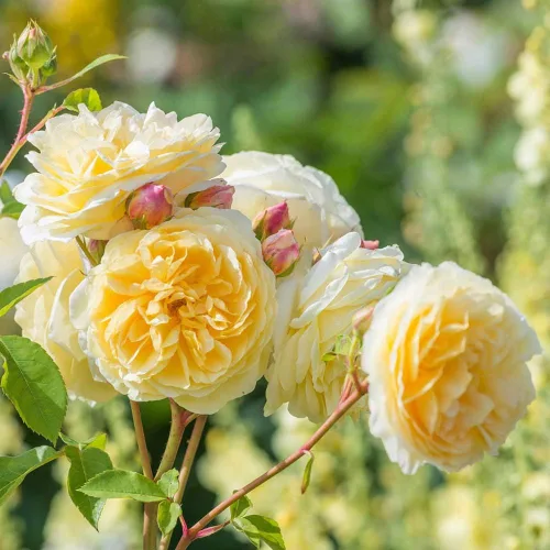 Vista 3 de Rosas trepadoras inglesas de reliquia, planta de raíz propia viva para jardín al aire libre, Teasing Georgia™, Zonas de rusticidad muy fragantes