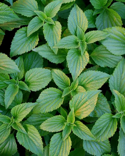 Vista 9 de Herb Pharm Extracto líquido de Peppermint Spirits: Apoyo a la digestión de hierbas orgánicas Tintura de piperita de Mentha Absorción rápida