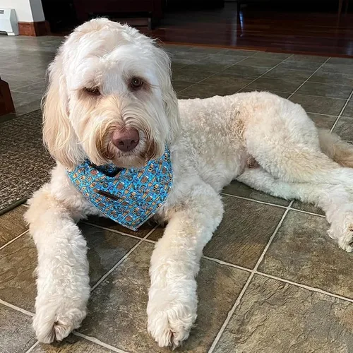 Vista 5 de Lionheart Glory Bandana para perro, bufanda azul para perro, estampado de cerveza, ajustable para perros pequeños a grandes