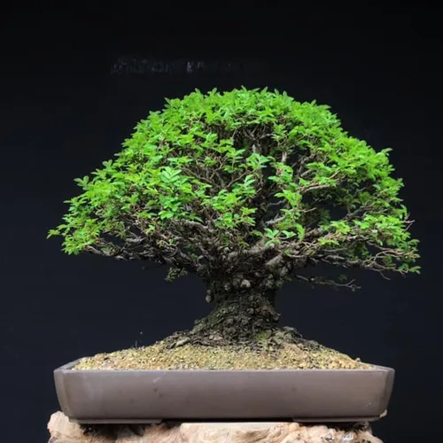 Vista 7 de 5 olmos chinos vivos de 6 a 12 pulgadas Olmo de rápido crecimiento para filas límites y paisajismo de jardín Planta de exterior fácil de cultivar