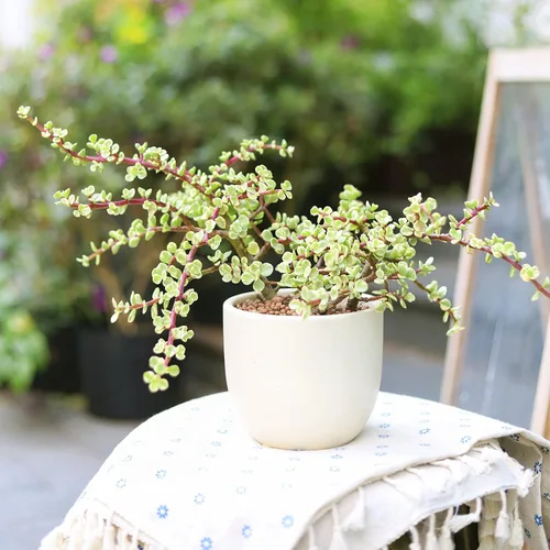 Vista 3 de Arbusto de elefante abigarrado Portulacaria afra - Planta viva suculenta Árbol de dinero de la suerte, decoración única de regalo
