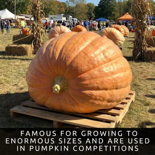 Vista 4 de La calabaza más grande del mundo 10 semillas Cultiva calabazas gigantes del Atlántico