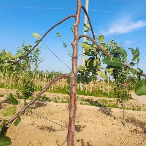 Vista 2 de Esparcidor de ramas de árbol frutal, 50 piezas, esparcidor de ramas de árboles frutales de 16 pulgadas, extractor de ramas de ciruelo, ángulo
