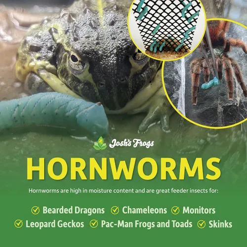 Vista 2 de Josh's Frogs Hornworms Habitat Cup (taza de 12 unidades)