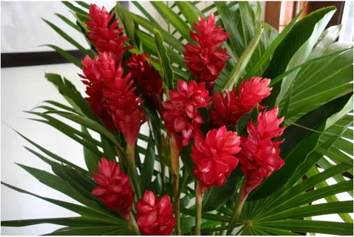 Vista 14 de Raíces de plantas de flores exóticas hawaianas - orquídeas de bambú - hibisco - jengibre -Ti troncos (raíz de orquídea)