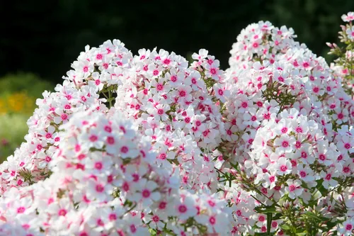 Vista 4 de 10 Tall Garden Phlox Paniculata Mixed Colors 'New Hybrids Mix' Flower Seeds