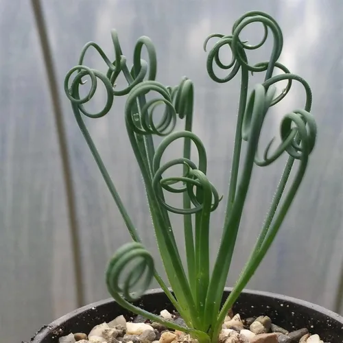 Vista 3 de Planet Desert Albuca spiralis Cactus Cactus Suculentas Planta Real Viva