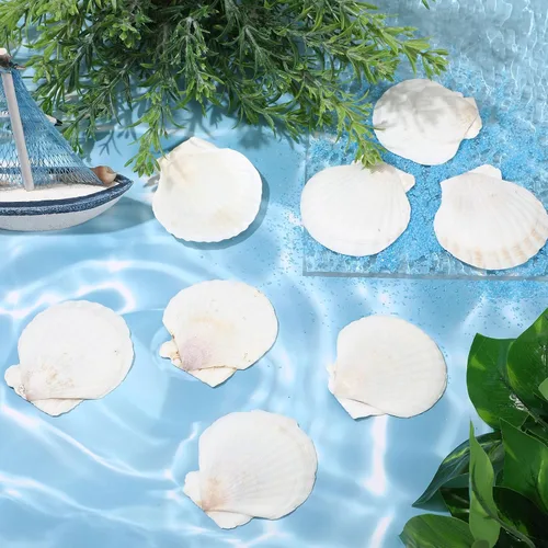 Vista 3 de Glikceil 100 unidades de conchas de vieira a granel para manualidades