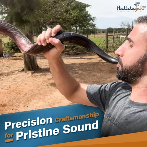 Vista 4 de HalleluYAH Shofar kudu medio pulido Kosher original de Israel
