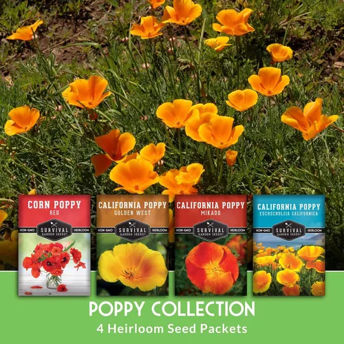 Vista 3 de Poppy Collection - Paquete variado de 4 semillas para plantar, variedades California, Golden West, Mikado y amapola de maíz rojo, colección