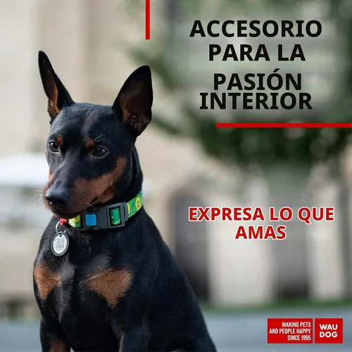 Vista 2 de WAUDOG Collar de nailon para perros – Collar ajustable para perros grandes, pequeños y medianos – Collares de cachorros para perros de razas grandes