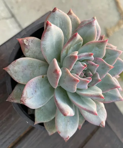 Vista 5 de Live Echeveria Blue Bird - Planta suculenta de 4 pulgadas, baja agua, tolerante a la sequía con tierra, floración durante todo el año, verde