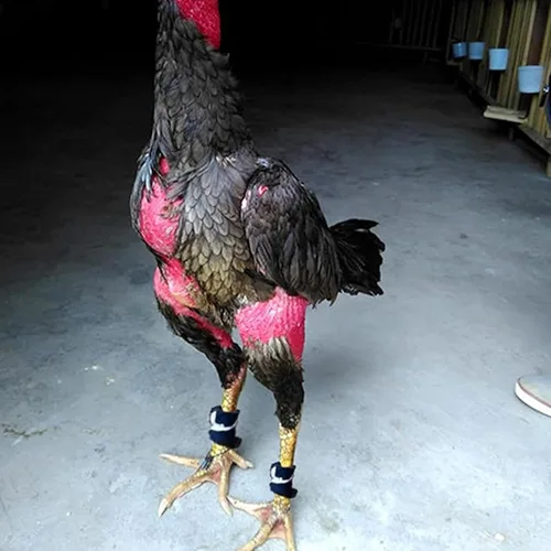 Vista 5 de Suministros para Gallos de Pelea Calzado para Pollos Accesorios de Gallos Suministros para Pollos Suministros para el Cuidado de Aves de Corral