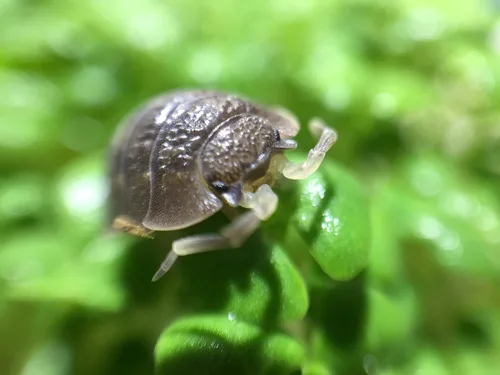 Vista 3 de HippoPolyus vivos (insectos vivos) Para llevar en el bolsillo como mascota (en una caja apta)