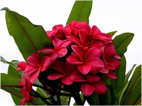 Vista 2 de 2 Hawaiian Red Plumeria Cuttings Grown in Hawaii