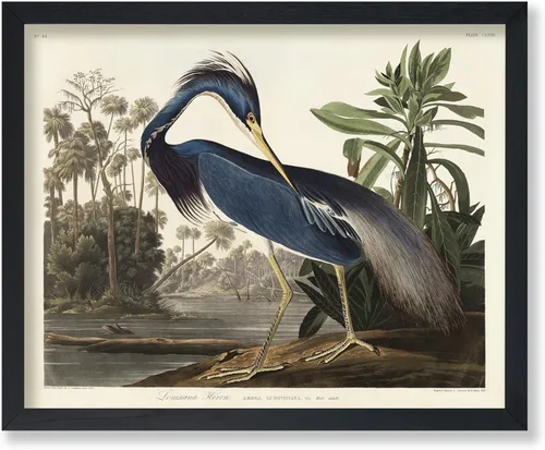 Vista 81 de Poster Master Póster vintage de James Audubon – Impresión retro de amargo americano – Arte de aves de América – Regalo para hombres, mujeres