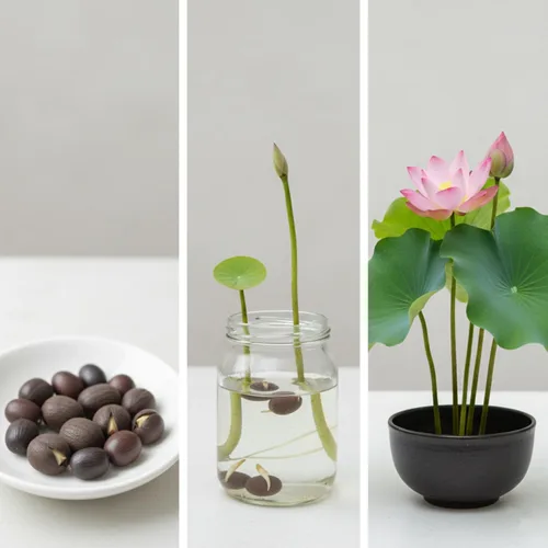 Vista 4 de Semillas de flor de loto, más de 32 semillas de loto, semillas de lirio de agua, rosa