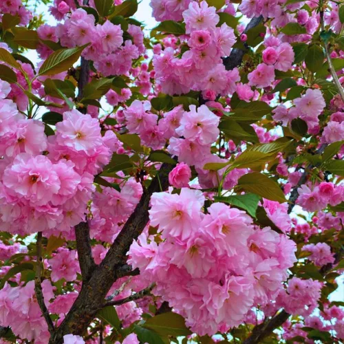 Vista 2 de Plantas de almendras en flor Árbol vivo, 7 a 11 inc. de altura, arbusto de ciruelo floreciente Planta ornamental planta ornamental doble flor rosa