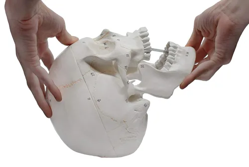 Vista 7 de Cráneo de humano adulto modelo anatómico enumerado, calidad médica, tamaño real (9 pulgadas de altura) – 3 partes, tapa de cráneo removible