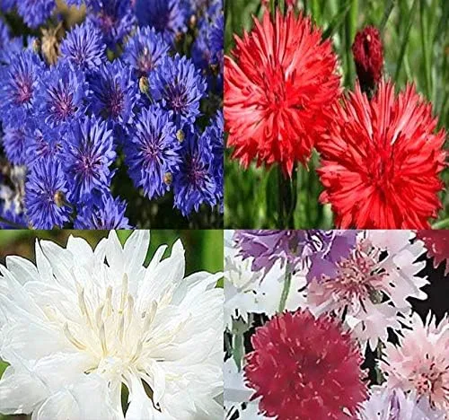Vista 13 de Big Pack - Semillas de cohete de Dama (40,000 semillas) - Hesperis matronalis aka Queen's Gilliflower - Semillas de flores comestibles