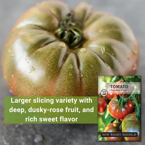 Vista 3 de Sow Right Seeds - Semillas de tomate púrpura Cherokee para plantar - Paquete de reliquia sin OMG con instrucciones para plantar un huerto casero