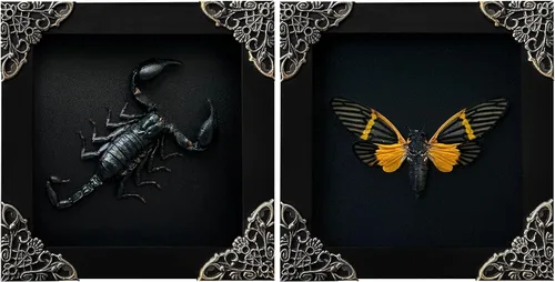Vista 155 de 2 Real Dragonfly Specimens Shadow Box Framed Insect Display Oddities Curiosities Entomology Collection Natural History Wall Decor Gift for Nature
