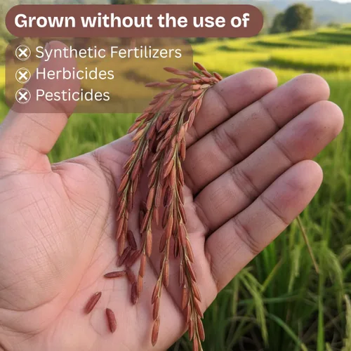 Vista 4 de Arroz orgánico de jazmín rojo tailandés, sin gluten, sin conservantes, lote pequeño cultivado en Tailandia, 2 libras