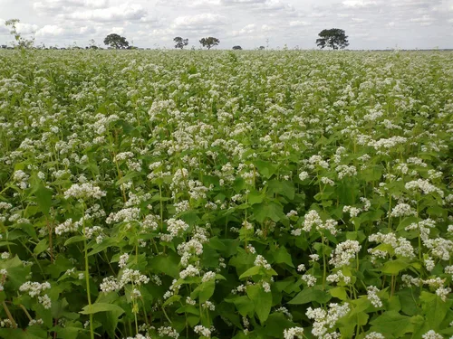 Vista 3 de Hale Habitat & Seed Semilla de parcela de trigo sarraceno, 5 libras