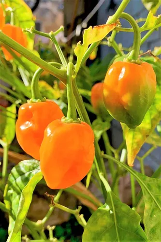 Vista 2 de TomorrowSeeds - Semillas de pimiento habanero naranja - Más de 100 unidades - para plantar 350,000 unidades Scoville Scoville picante tropical chile