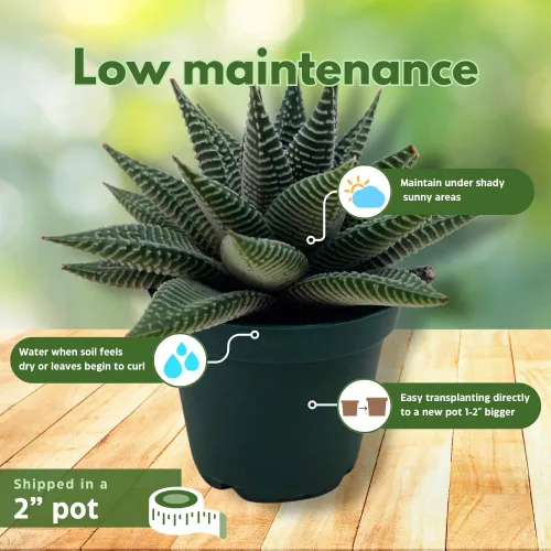 Vista 5 de BubbleBlooms Haworthia Miami, 2 pulgadas wandera Tropiflora Lace Aloe