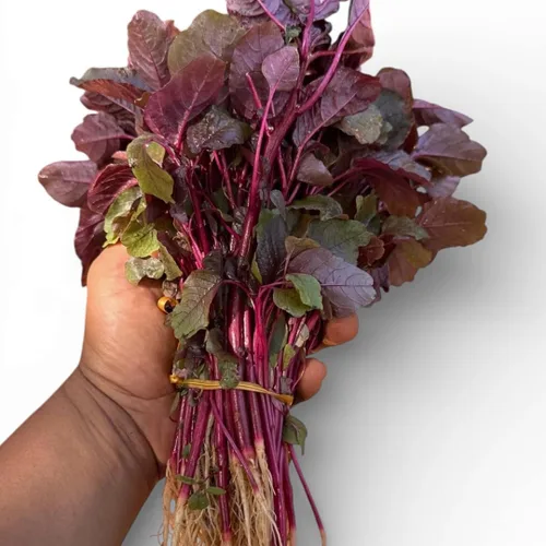 Vista 3 de Red Amaranth Lal Tuktuki Seeds - Bangladeshi Lal Shak Amaranthus Tricolor Vegetal de hoja roja de rápido crecimiento Microverdes y semillas