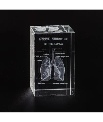 Vista 2 de Ultrassist Modelo 3D de Pulmón Humano de Cristal, Modelo Anatómico Grabado Láser para Decoración de Hogar y Oficina, Regalos para Neumólogos