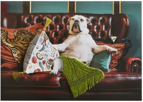 Vista 2 de NIQUEA.D, Tarjeta de cumpleaños de perro en el sofá
