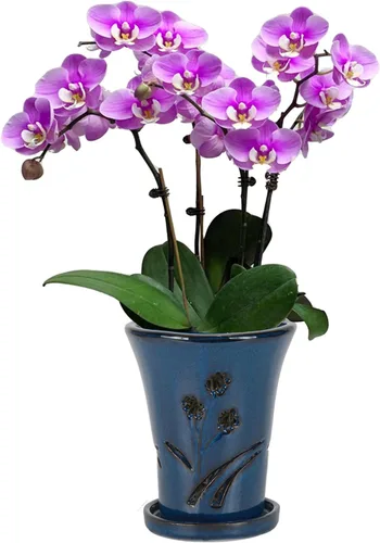 Vista 10 de W&W Orchid Pot with Holes and Saucer for Repotting, 6 x 7 Inch, Green Verde