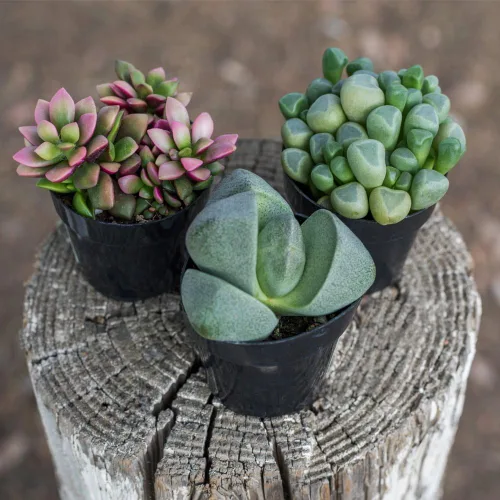 Vista 4 de Altman Plants, Mimicry - Plantas suculentas vivas (paquete de 4), Lithops plantas vivas para exteriores o interiores vivas, piedras vivas, plantas