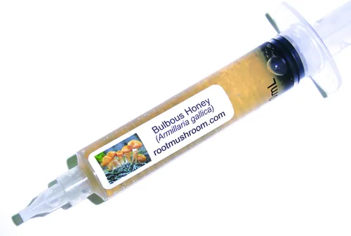 Vista 22 de Cultivo líquido de hongos/cabeza de oso (Hericium americanum)