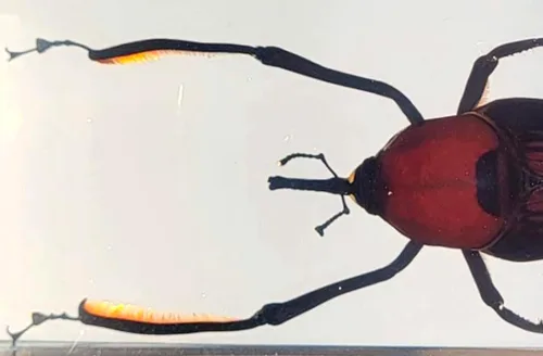 Vista 33 de 44mm Hormiga gigante tropical real en resina de lucita transparente cristalina, espécimen preservado Pseudoneoponera Rufipes, taxidermia