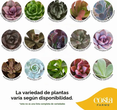 Vista 3 de Costa Farms Mini suculentas, planta de interior viva, fácil cuidado Cesta colgante maceta suculenta