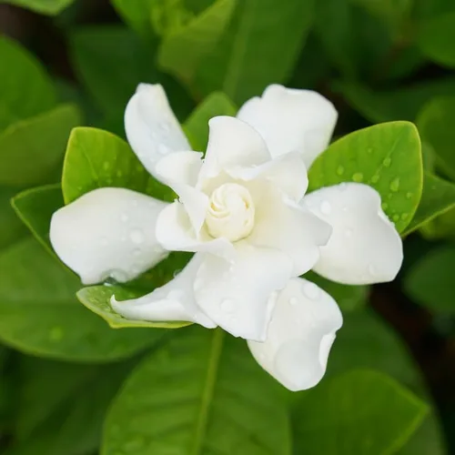 Vista 2 de Gardenia Planta viva, planta de jazmín blanco Gardenia en maceta de 4 pulgadas, planta viva de flor de Gardenia blanca, plantas fragantes