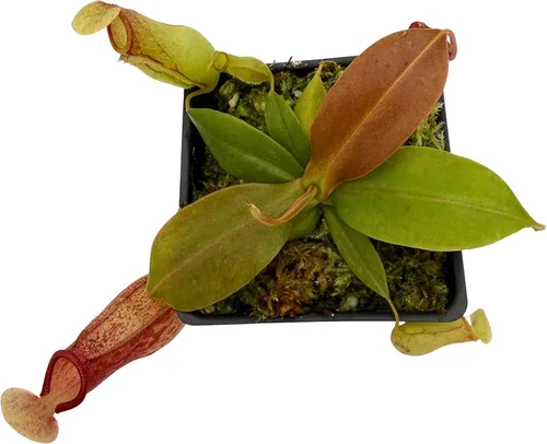 Vista 6 de Planta de jarra tropical - Nepenthes Gaya - Planta carnívora, L