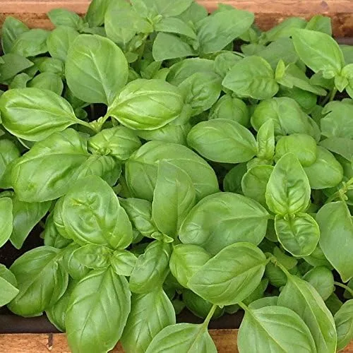 Vista 2 de Semillas de albahaca genovesa (1 lb) a granel sin OMG