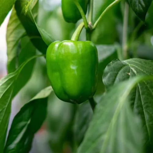Vista 4 de Pepper-California Wonder (50 semillas)