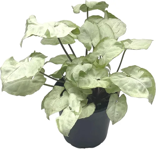 Vista 8 de BubbleBlooms Syngonium Moonshine en una olla de 4 pulgadas con cabeza de flecha abigarrada vid rara