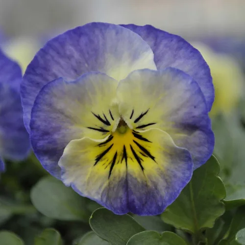 Vista 9 de Eden Brothers Johnny Jump Up Seeds