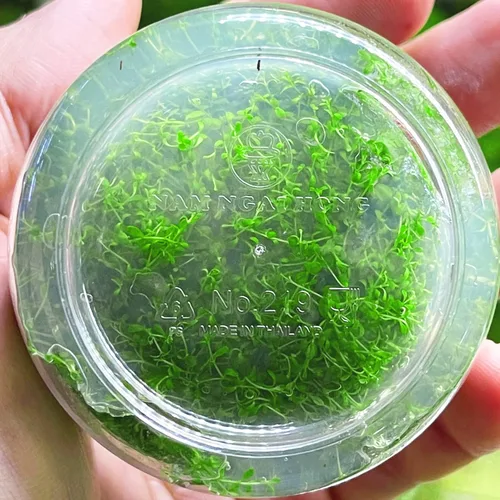 Vista 3 de Hemianthus Callitrichoides Cultivo de tejidos US Farm Live Aquarium Plants Midground para decoración de peceras